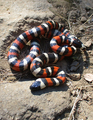 Lampropeltis zonata