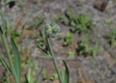 Pilosella echioides