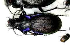 Carabus regalis