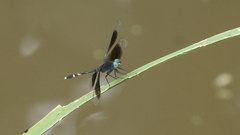 Erythrodiplax attenuata