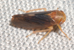 Oncopsis sobria