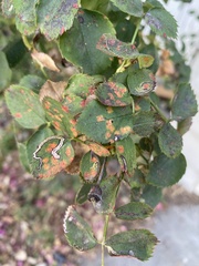 Stigmella oxyacanthella