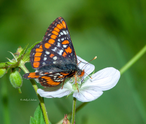 Gillett's Checkerspot