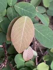 Dendrolobium umbellatum