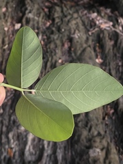 Dendrolobium umbellatum