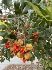 Cupaniopsis anacardioides