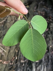 Dendrolobium umbellatum