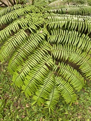 Angiopteris fokiensis