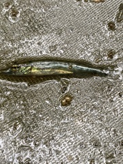 Esox americanus
