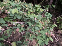 Dendrolobium umbellatum