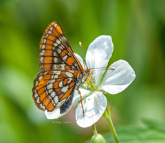 Euphydryas gillettii