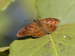 Anastrus sempiternus