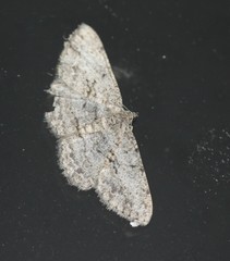 Psilalcis isombra