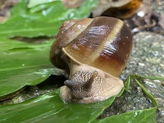 Hemiplecta distincta