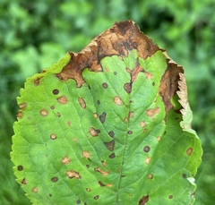 Microsphaeropsis ulmicola