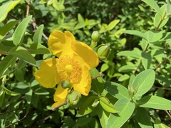 Hypericum