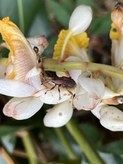 Metaprodioctes formosanus