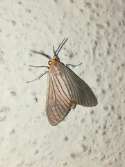 Biturix venosata