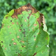 Microsphaeropsis ulmicola