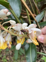 Metaprodioctes formosanus