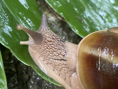 Hemiplecta distincta