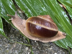 Hemiplecta distincta