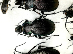 Carabus regalis