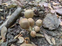 Coprinellus silvaticus