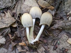 Coprinellus silvaticus