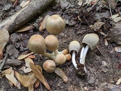 Coprinellus silvaticus