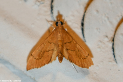 Sericoplaga externalis