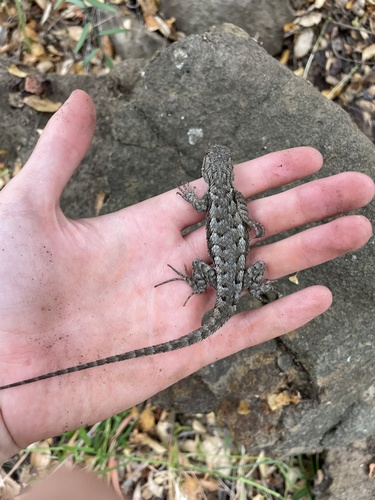 iNaturalist observation photo of Western Fence Lizard