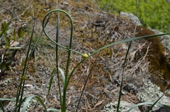 Allium strictum
