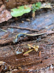 Plethodon vehiculum