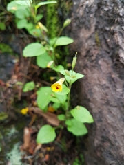 Erythranthe alsinoides