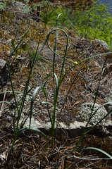 Allium strictum