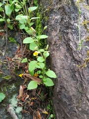 Erythranthe alsinoides