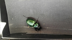 Pasimachus subangulatus