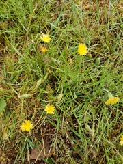 Microseris bigelovii