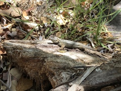 Sceloporus occidentalis becki