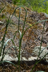 Allium strictum