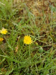 Microseris bigelovii