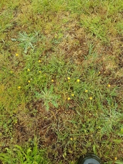 Microseris bigelovii