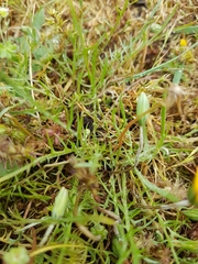 Microseris bigelovii