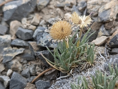 Erigeron compactus