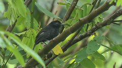 Thamnophilus cryptoleucus