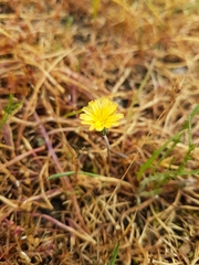 Microseris bigelovii