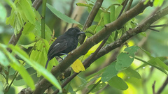 Thamnophilus cryptoleucus