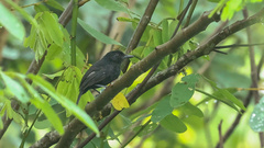 Thamnophilus cryptoleucus