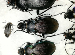 Carabus regalis